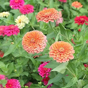 Zinnia Dreamland Coral Flower seeds for vibrant coral blooms