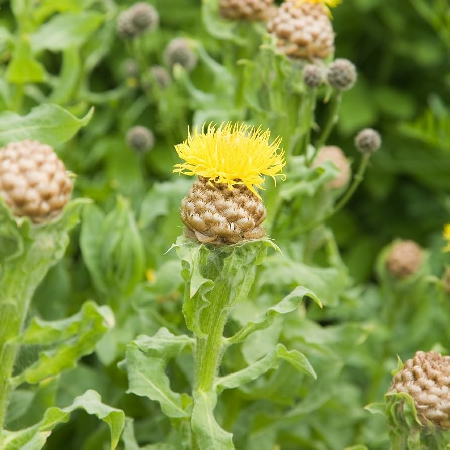 Armenian Basket Flower Seeds for planting in flower bed