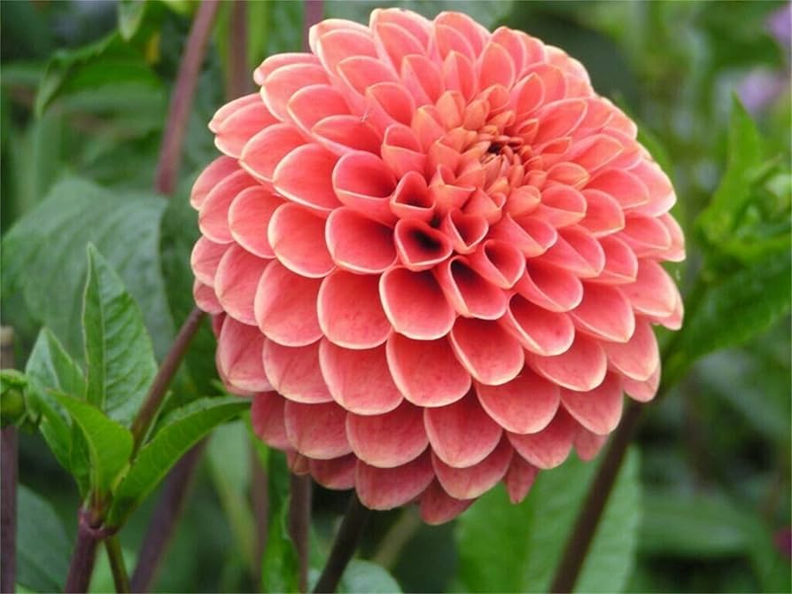 True Dahlia Flowers for garden planting