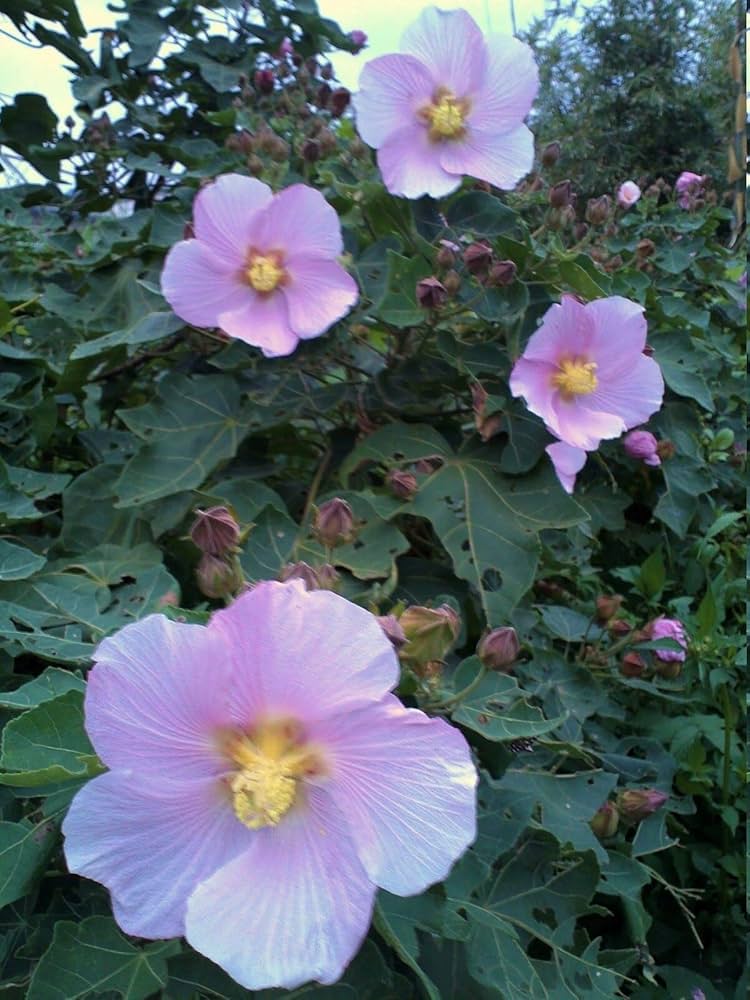 Hibiscus Makinoi Chinese Hibiscus Seeds for Vibrant Tropical Flowers