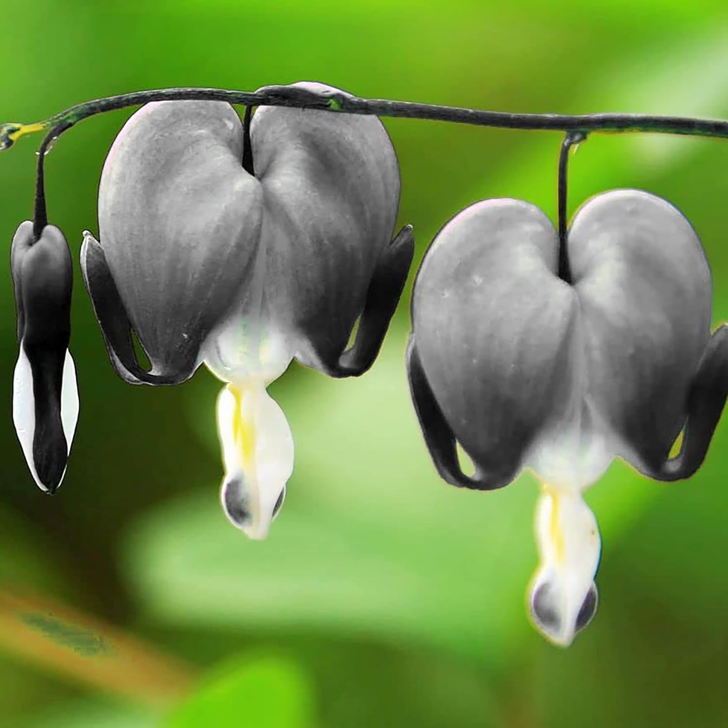 Black Bleeding Heart Seeds Perennial Cut Flowers Showy Deer & Rabbit Resistant Attract Butterflies