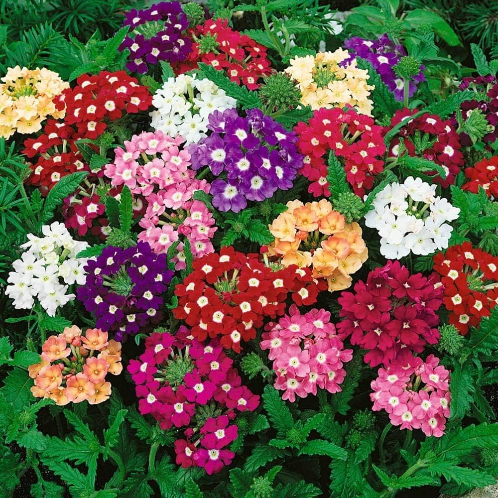 Mixed Color Verbena Verbena hybrida for planting in cottage garden