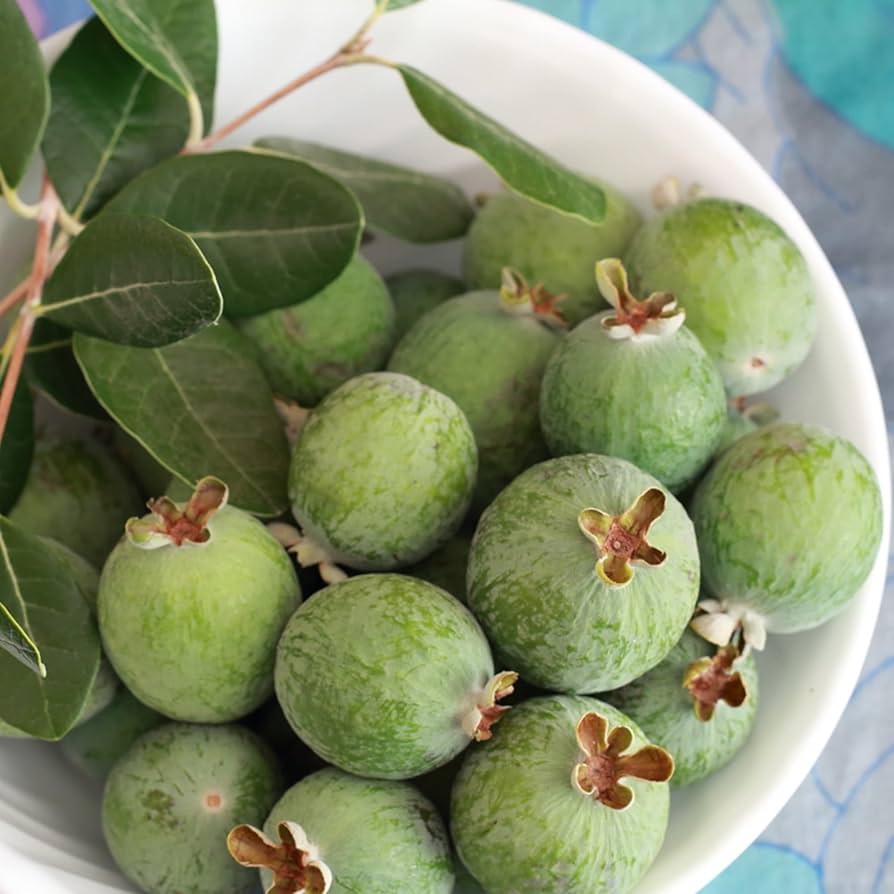 Pineapple Guava Feijoa sellowiana for planting in edible garden