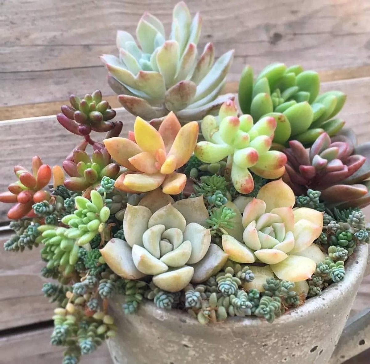 Yellow Red Echeveria Flower seeds for Planting - Colorful Display, Heirloom & GMO Free Seeds for Home Garden
 
 Sale for planting in home garden.