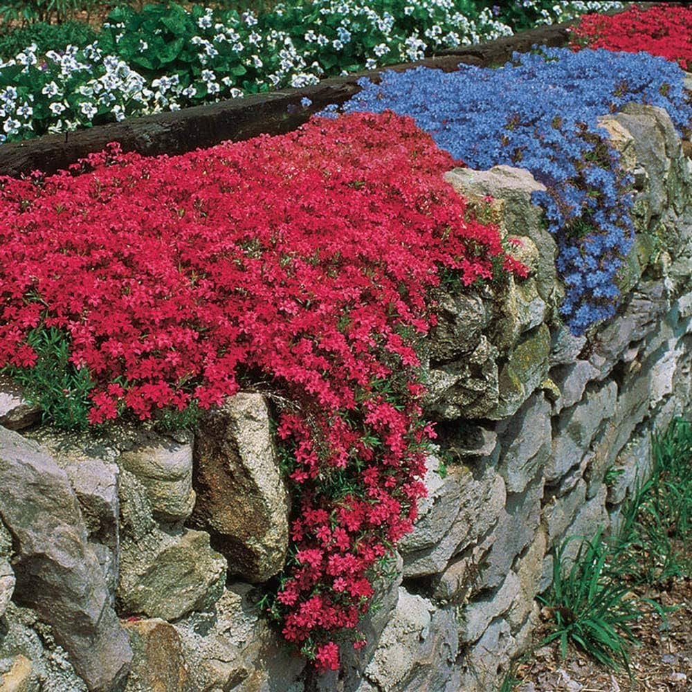 Rock Cress Plant Seeds Red Planting