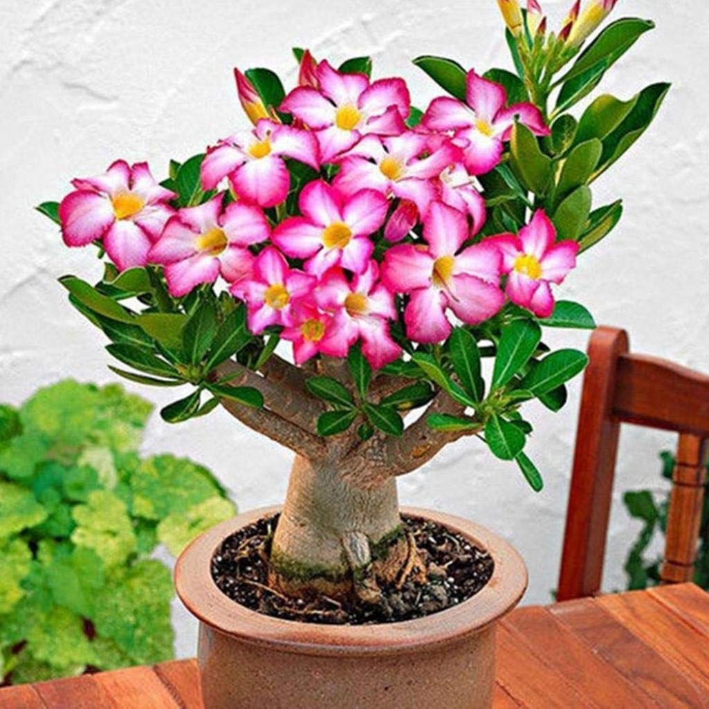 Bonsai Blooming Plants Seeds For Decorative Planting Flower