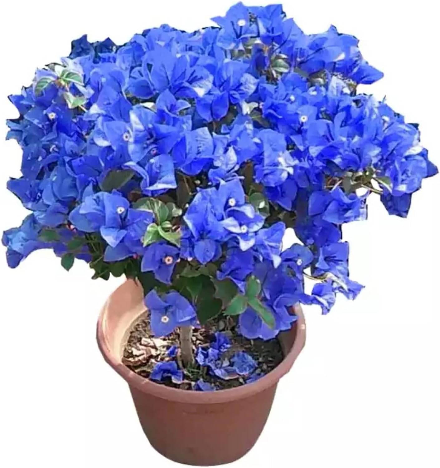 Blue Bougainvillea Spectabilis Seeds Vibrant And Showy Bracts Favorite Choice For Adding Color