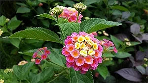 Lantana Lantana camara for planting in flower bed