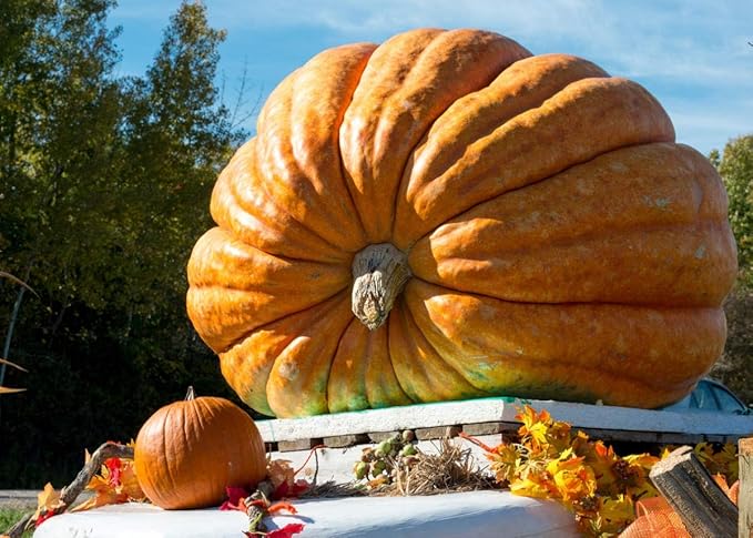 Giant Wallace Whoppers Pumpkin Seeds For Planting Vegetable Seeds