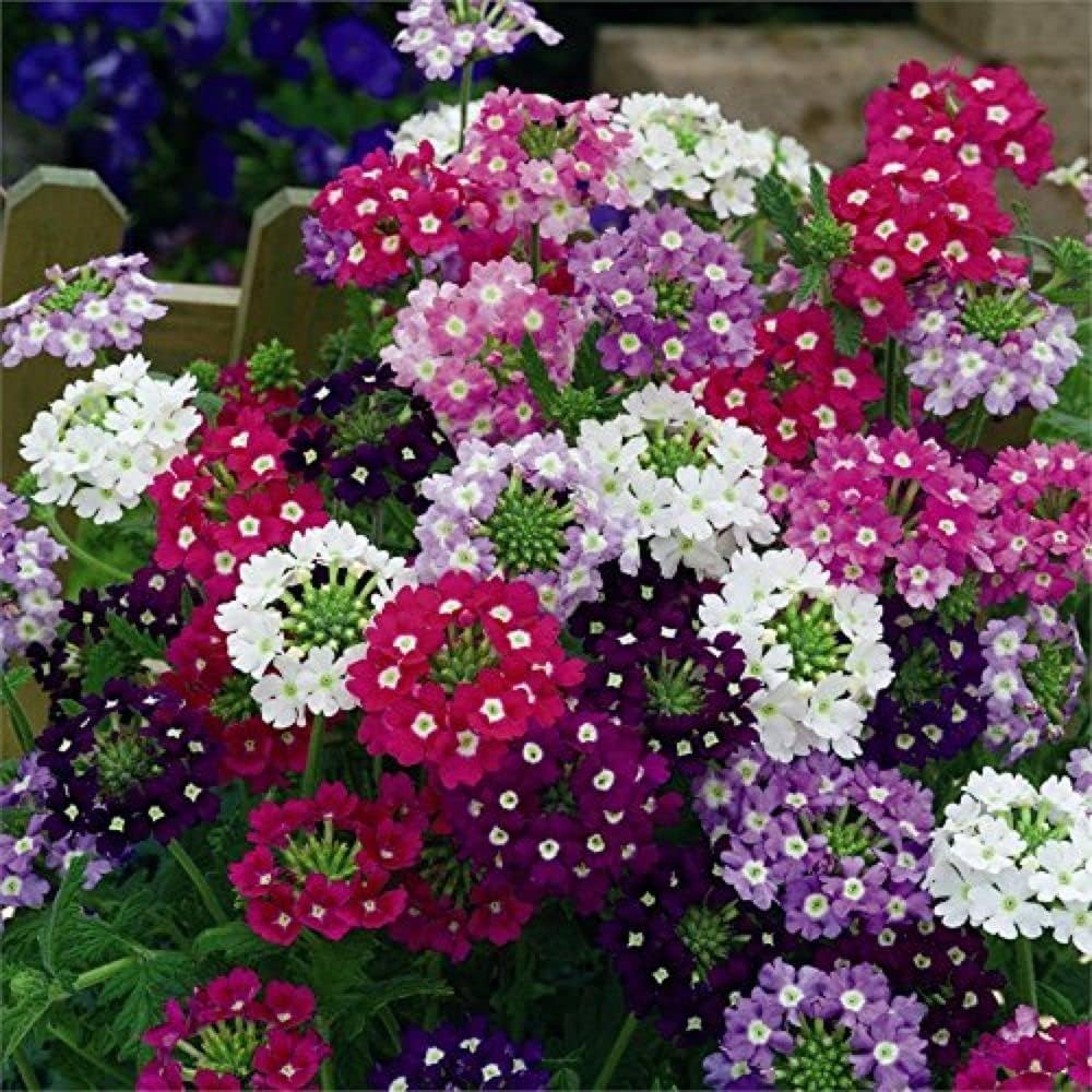 Verbena Chokecherry Planting Seeds: Vibrant Flowering Blooms For A Colorful Garden Display Seeds