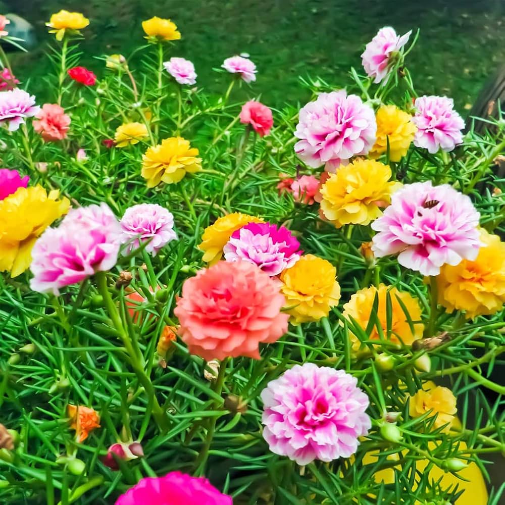 Mixed portulaca flower seeds for bonsai or balcony garden