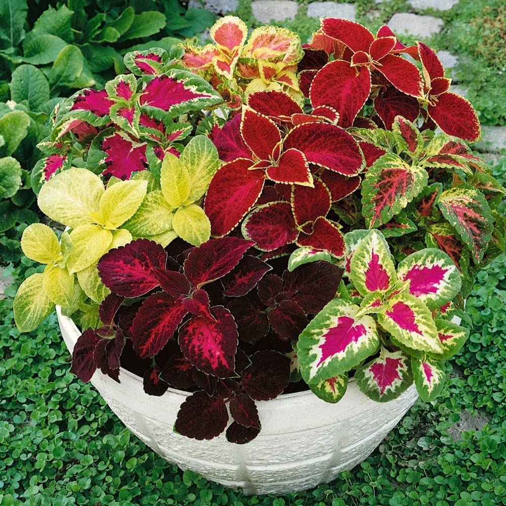 Coleous Red Coleus Red Velvet Seeds – Stunning Shade Foliage