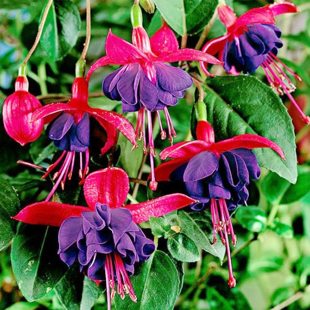 Fuchsia Flower Seeds For Planting - Stunning Purple-Red Blooms Diverse Settings