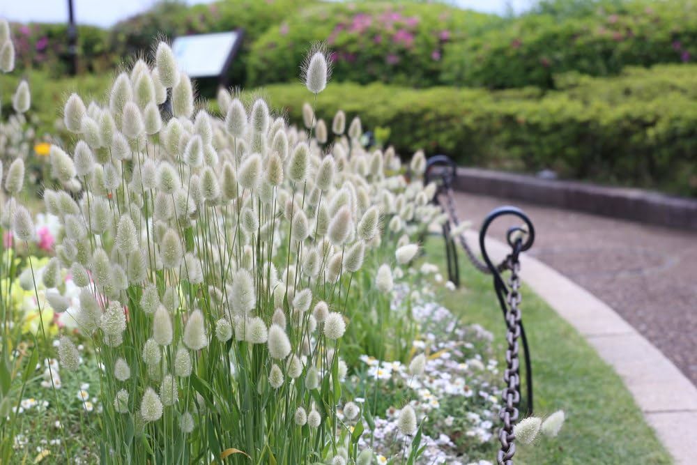 Bunny Tail Grass Lagurus ovatus for planting in ornamental garden