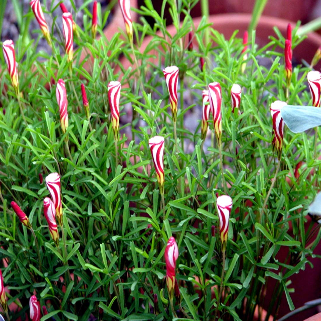 Oxalis Versicolor Candy Cane Sorrel Oxalis versicolor for planting in home garden