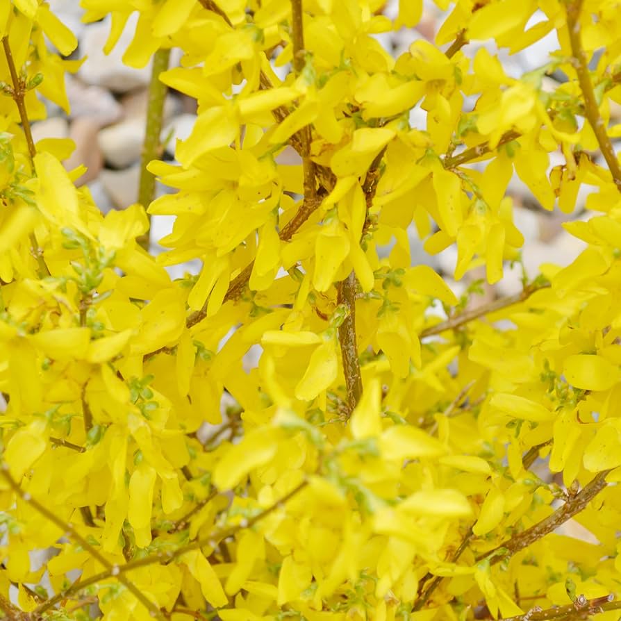 Forsythia Forsythia spp. for planting in spring garden