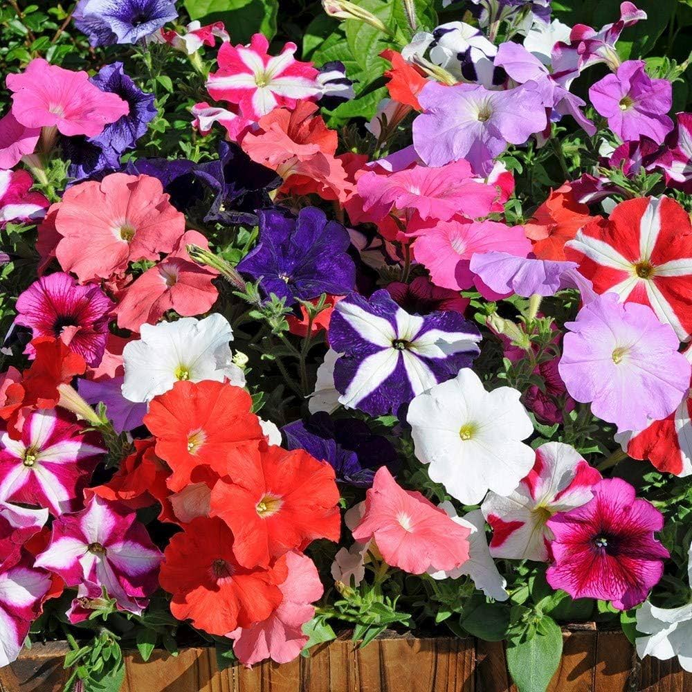 Petunia for planting in flower bed