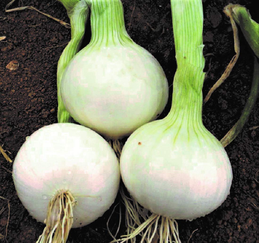 Southport White Globe Onion Allium cepa for planting in kitchen garden