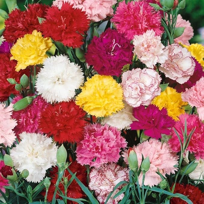 Mixed Color Carnation Seeds for Beautiful Garden Blooms