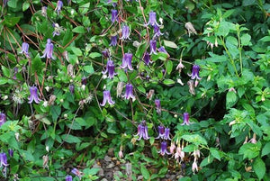 Clematis 'Rooguchi' Seeds – Clematis spp for Your Garden