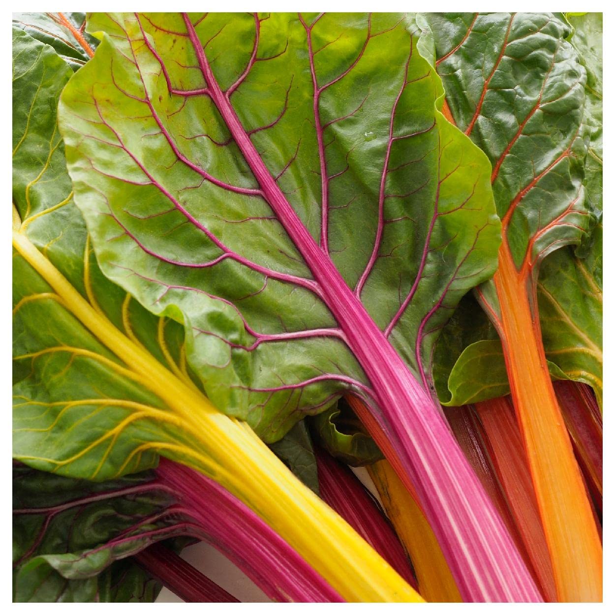 Swiss Chard Beta vulgaris for planting in raised vegetable bed