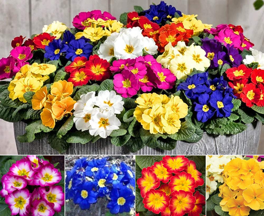 Mixed Primrose Flower Seeds For Vibrant Planting