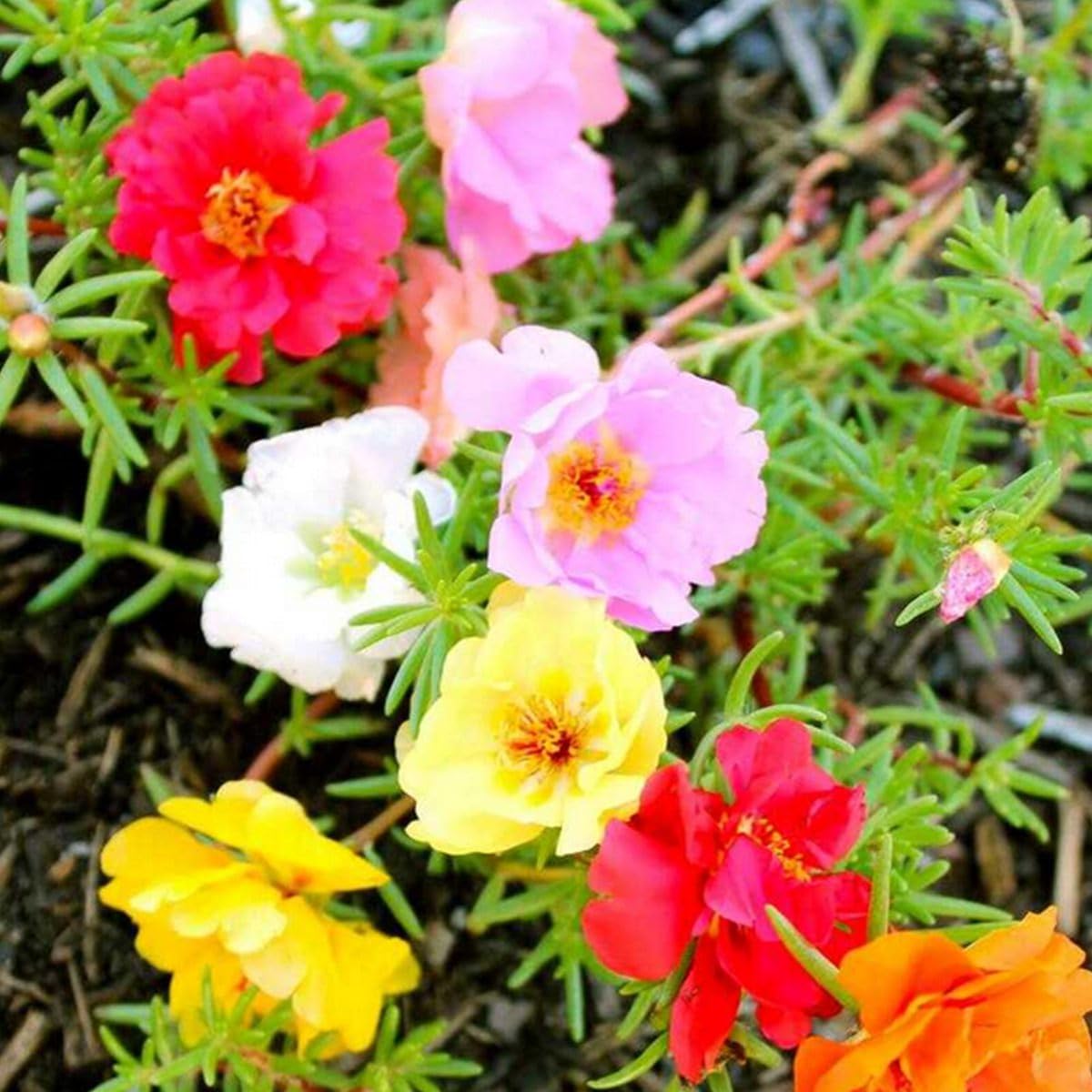 Moss Rose Flower seeds for Planting Bright Blooms Heirloom & GMO Free Seeds for Home Garden 
 
 Sale seeds for home garden planting
