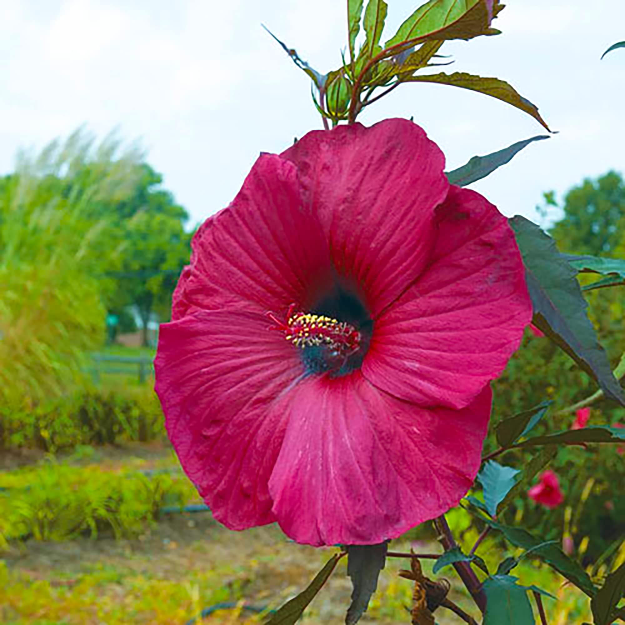 Hibiscus Moscheutos Hibiscus moscheutos for planting in water garden