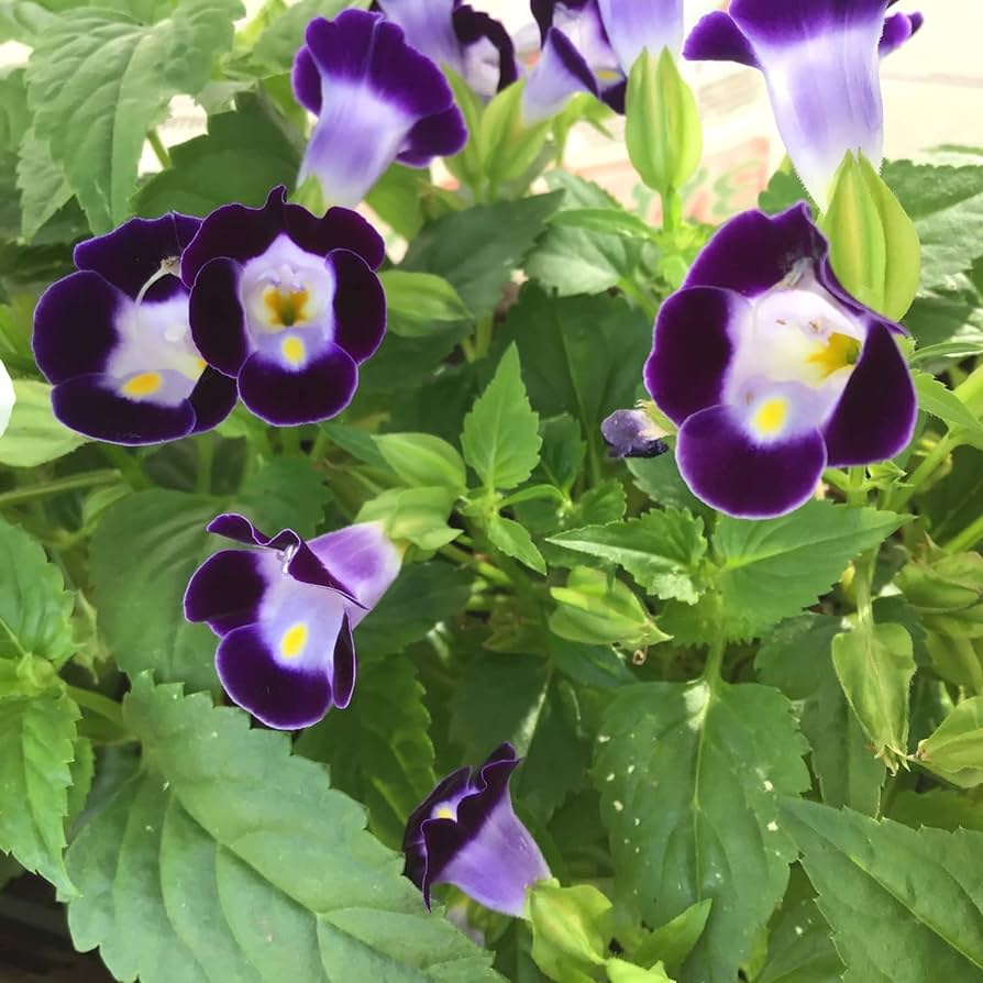 Wishbone Flower Torenia spp. for planting in flower bed