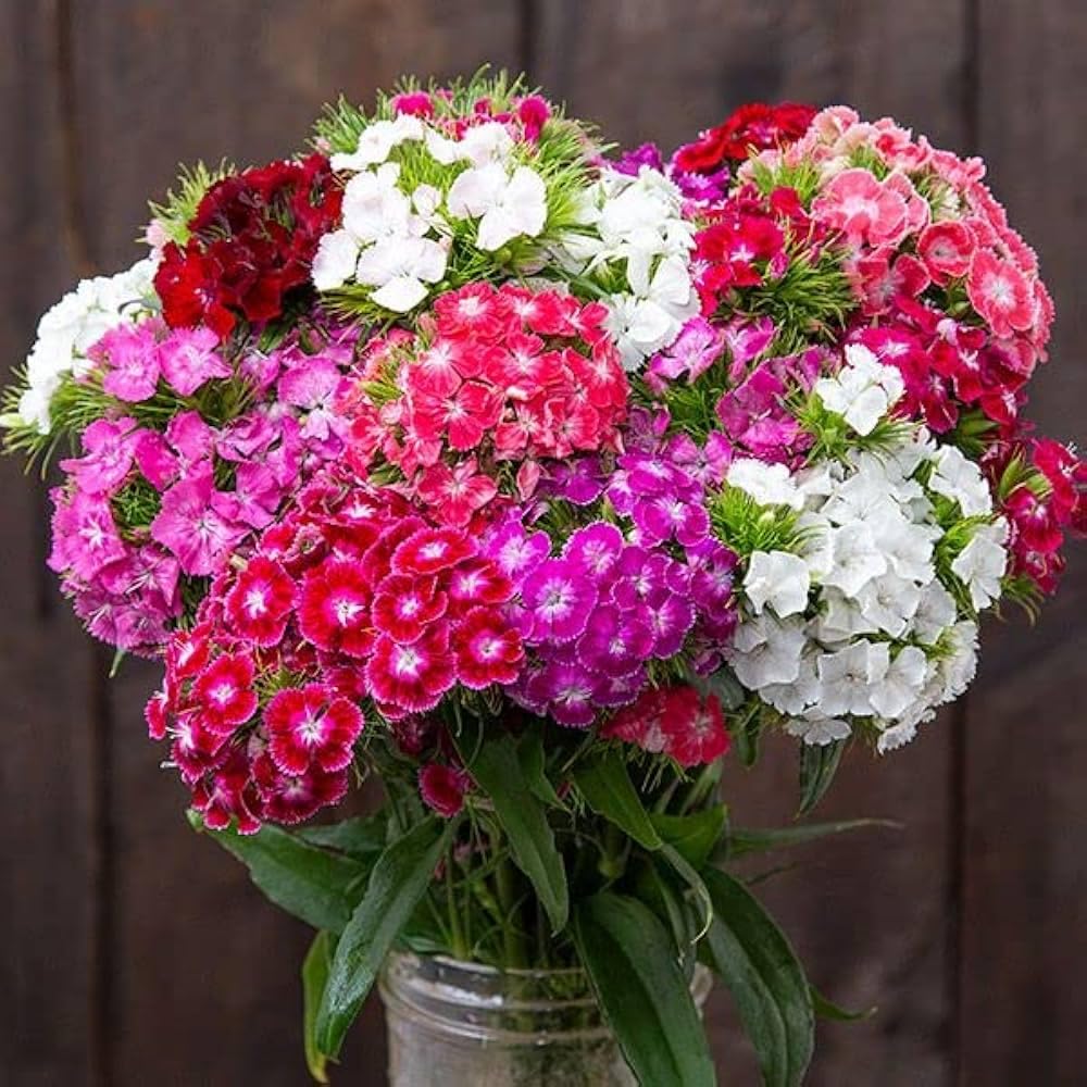 Dianthus Barbatus Seeds for planting in flower bed