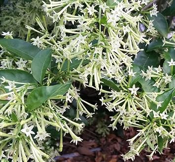 Heirloom Nocturnum Flower seeds for Planting Cut Flower Favorite Heirloom & GMO Free Seeds for Home Garden 
 
 Sale for planting in home garden