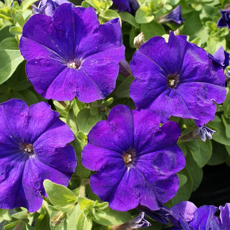 Pelletta Petunia Picobella Blue Seeds