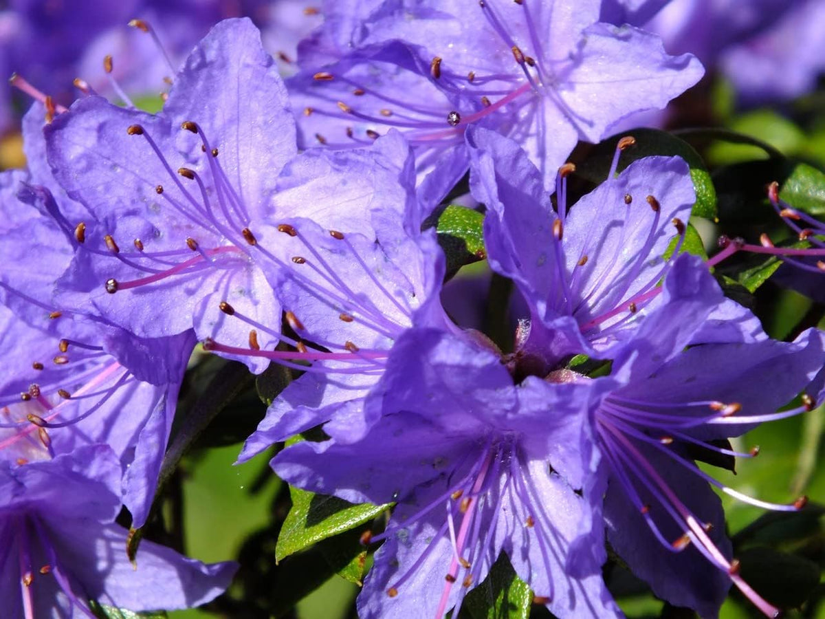 Purple Azalea Flower seeds for Planting - Easy to Grow, Heirloom & GMO Free Seeds for Home Garden
 
 Sale for planting in home garden.