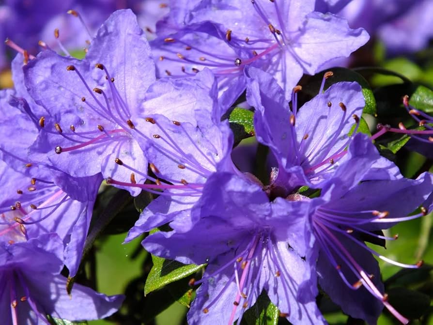 Purple Azaleas Flower seeds for Planting - Bright Blooms, Heirloom & GMO Free Seeds for Home Garden
 
 Sale seeds for home garden