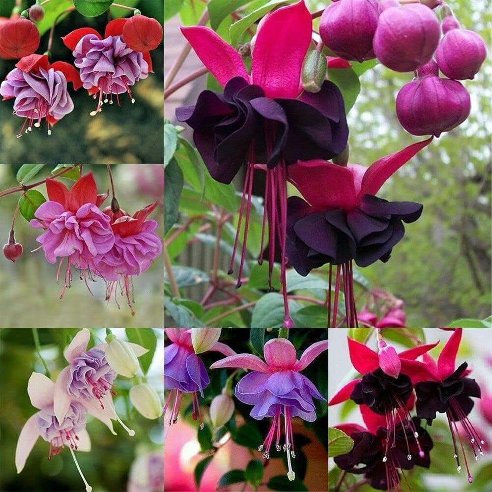 Fuchsia Flower seeds for Planting - Vibrant Colors, Heirloom & GMO Free Seeds for Home Garden
 
 Sale for planting in home garden