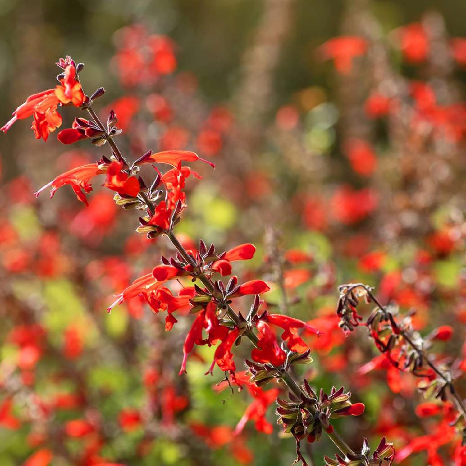 Pineapple Sage Seeds Salvia Elegans Perennial Annual Edible Leaves & Flowers Attracts Hummingbirds