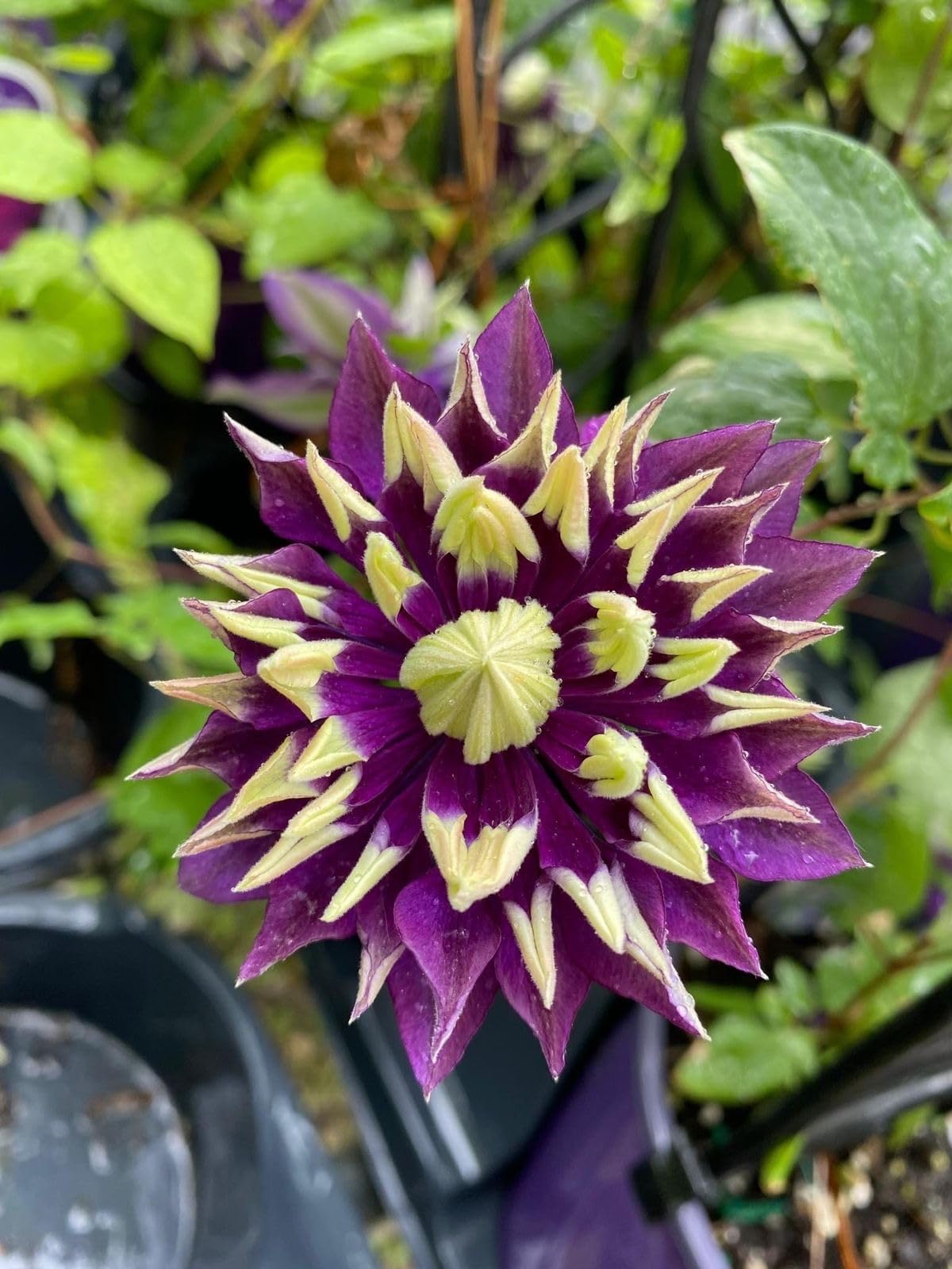 Clematis for planting in flower bed