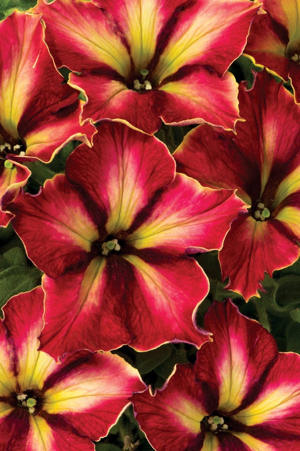 Supercascade Pink Petunia flower seeds for vibrant blooms