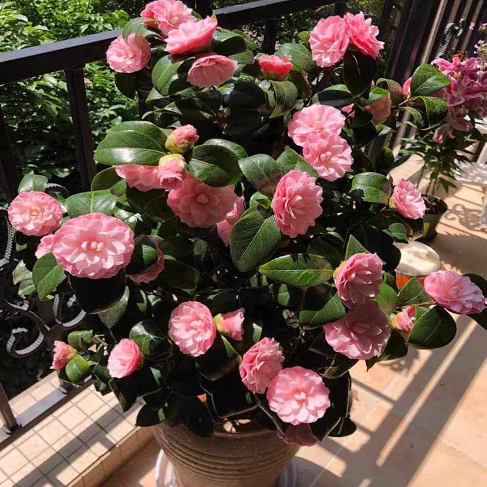 Camellia Camellia japonica for planting in shaded garden