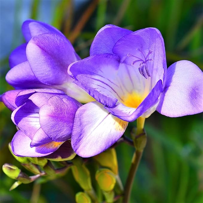 Blue Freesias Flower seeds for Planting - Easy to Grow, Heirloom & GMO Free Seeds for Home Garden
 
 Sale for planting in home garden