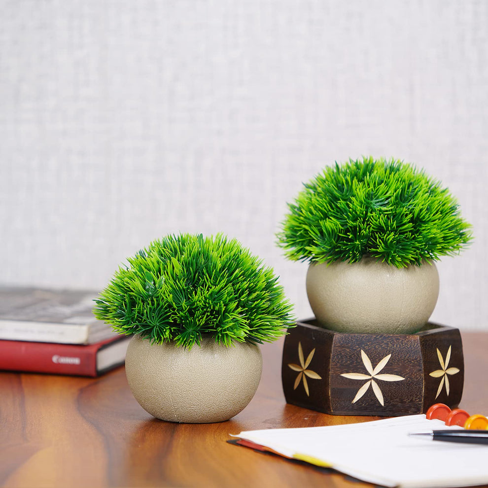 Dekorly Flower seeds for Planting - Fragrant Blossoms, Heirloom & GMO Free Seeds for Home Garden
 
 Sale seeds for home garden