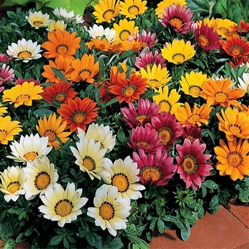 Gazania Sole Mix Gazania rigens seeds for planting in flower bed