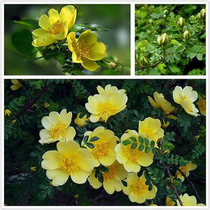 yellow-manchu-rose-flower-seeds-planting-guide-100-pcs