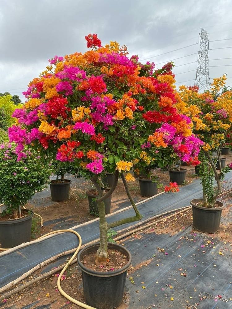 Bougainvillea Baby Pink Seeds For Planting Flower