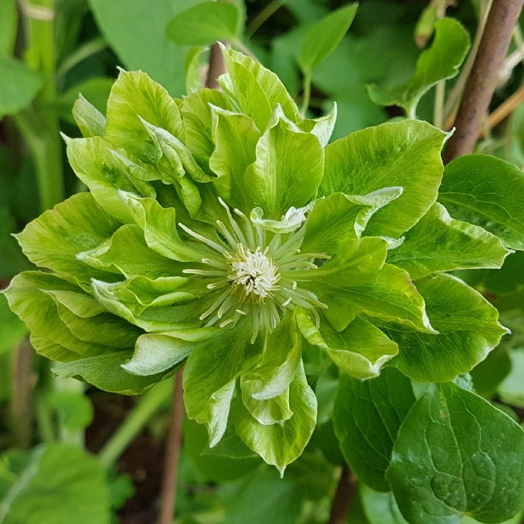 Green (Green Clematis) seeds for planting in home garden