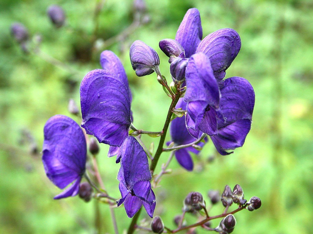 Wolfsbane Flower seeds for Planting - Colorful Display, Heirloom & GMO Free Seeds for Home Garden
 
 Sale seeds for planting in home garden