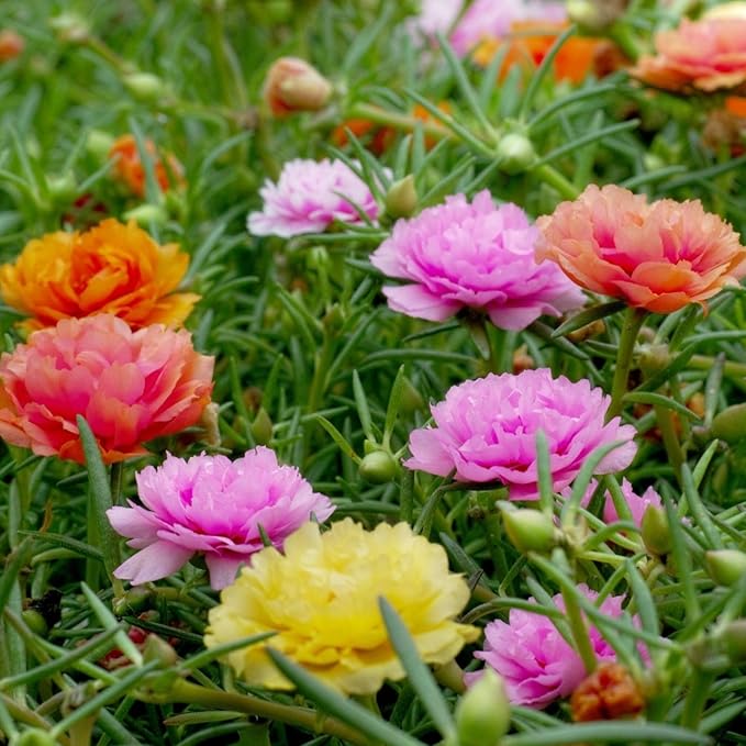 Mixed Mexican-Rose Heirloom Flower seeds for Planting - Perfect for Borders, Heirloom & GMO Free Seeds for Home Garden
 
 Sale seeds for home garden