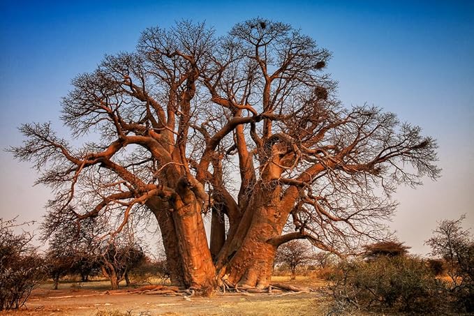 Baobab Adansonia Digitata Tree Seeds For Planting Majestic Growth Plant Seeds