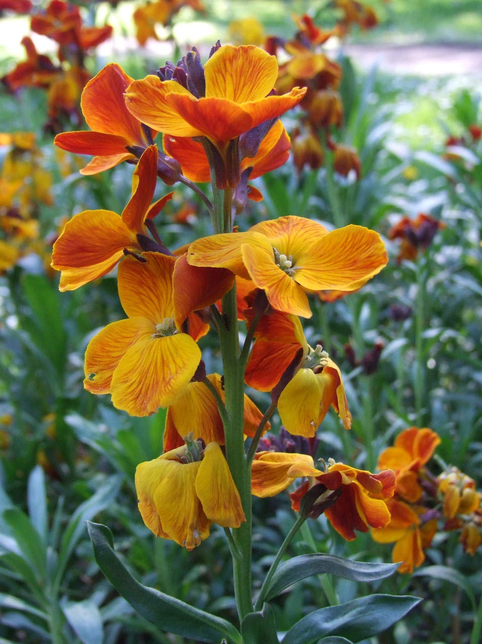 WallFlower Ravenelle Erysimum Seeds for Planting - Perfect for Flower Bed & Urban Garden
