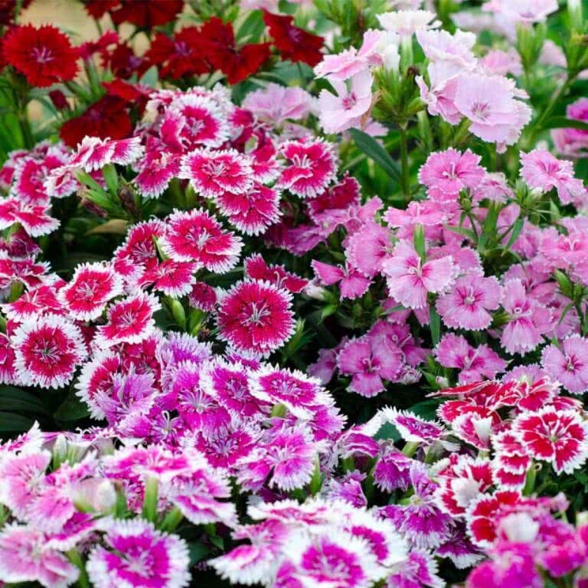 French Dianthus Annual Frills for planting in flower bed